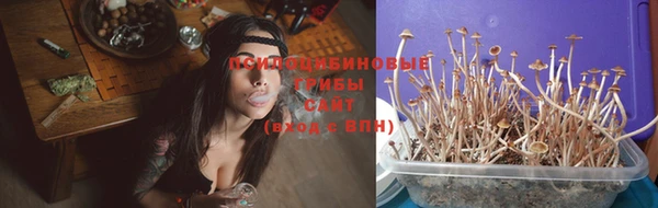стаф Бородино